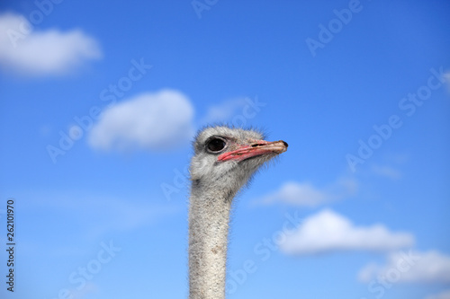 ostrich head against a blue sky