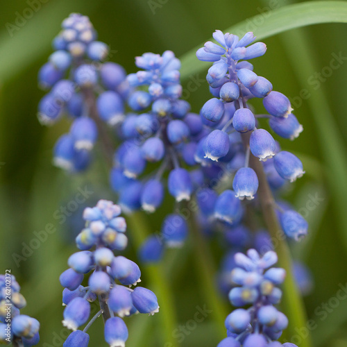 blue delicate muscari flowers blooming in a field or in a meadow