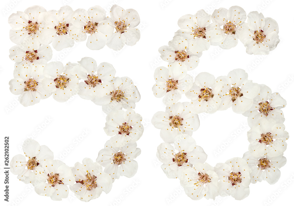 Numeral 56, fifty six, from natural white flowers of apricot tree ...