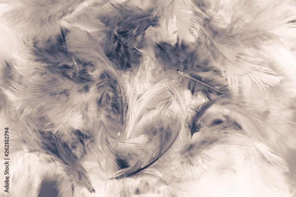 Obraz premium Beautiful colorful black and white feathers textures background and wallpaper art