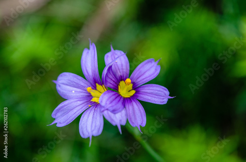 Bermuda National Flower