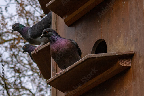 Three pigeons sitting on a wooden bird house (pigeonry) looking to the side photo