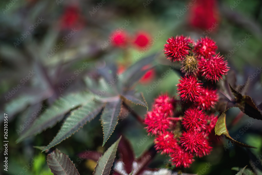 red castor bean flowers red castor bean flowers