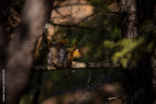 Cute squirrel. Dark nature background. 