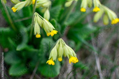 yellow flowers in garden photo