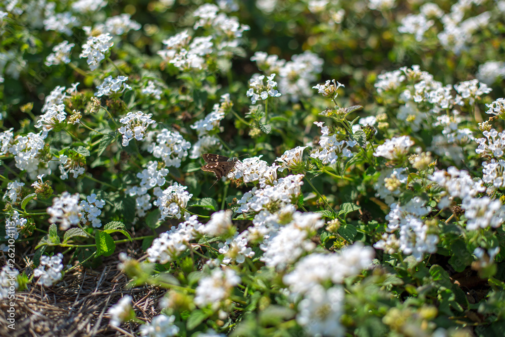 white flowers with moth white flowers with moth