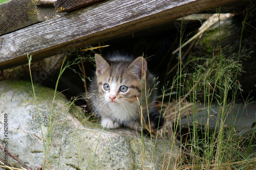 Fuzzy tabby kitten with grey eyes and pink nose