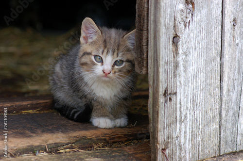 Tabby kitten crouches in barn photo