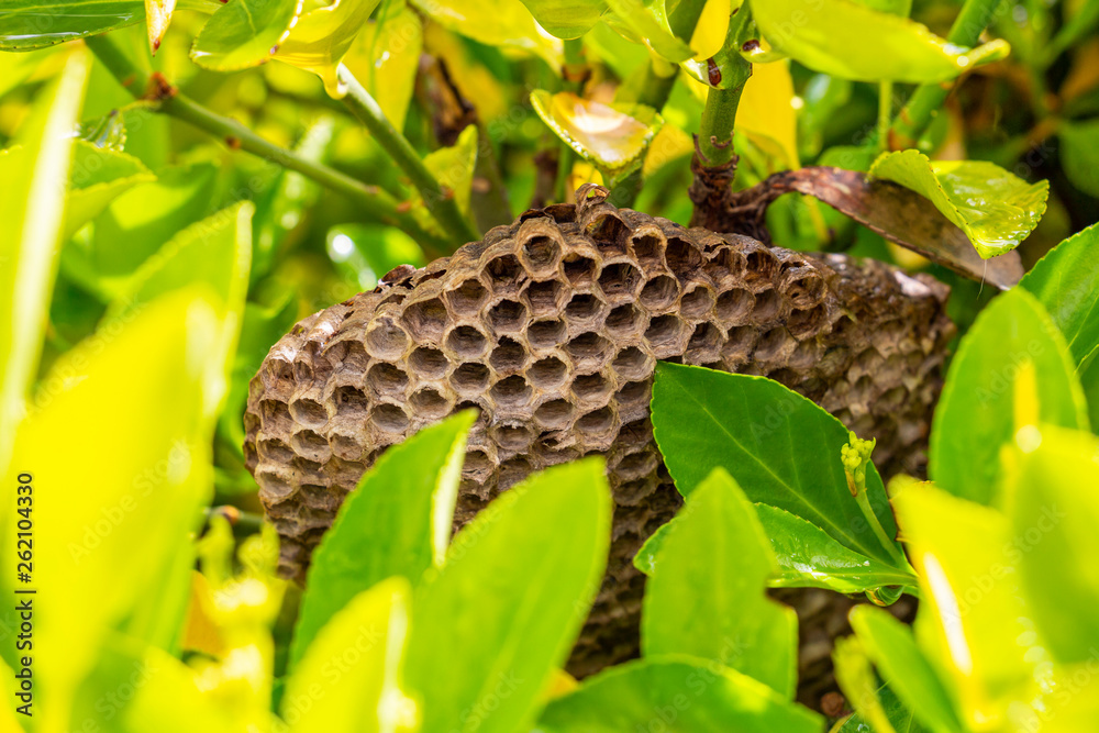 Close-up of a wasp nest in a green bush in the village of Krum, Southern Bulgaria