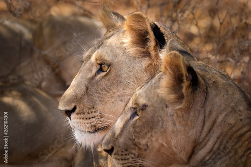 African lioness. Close-up profile of head. photo