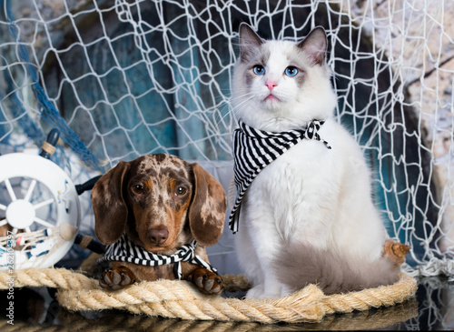 cat and dog, dachshund puppy chocolate merle color and kitten regdoll, kitten and puppy photo