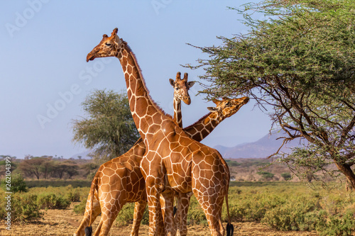 Photography Three reticulated giraffes necking, or fighting with their necks