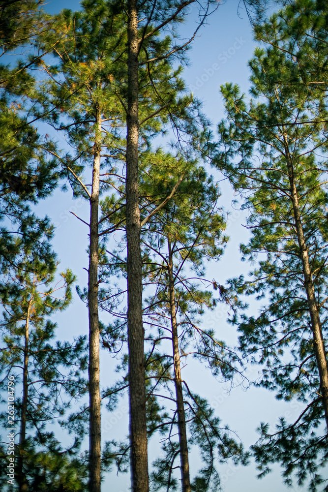 Fototapeta premium trees and blue sky