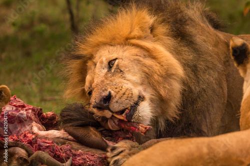 Male lion feeding on wildebeest. Close-Up of head. 