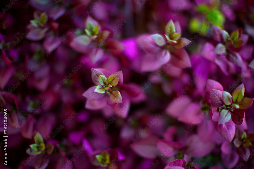 Obraz premium purple leaves