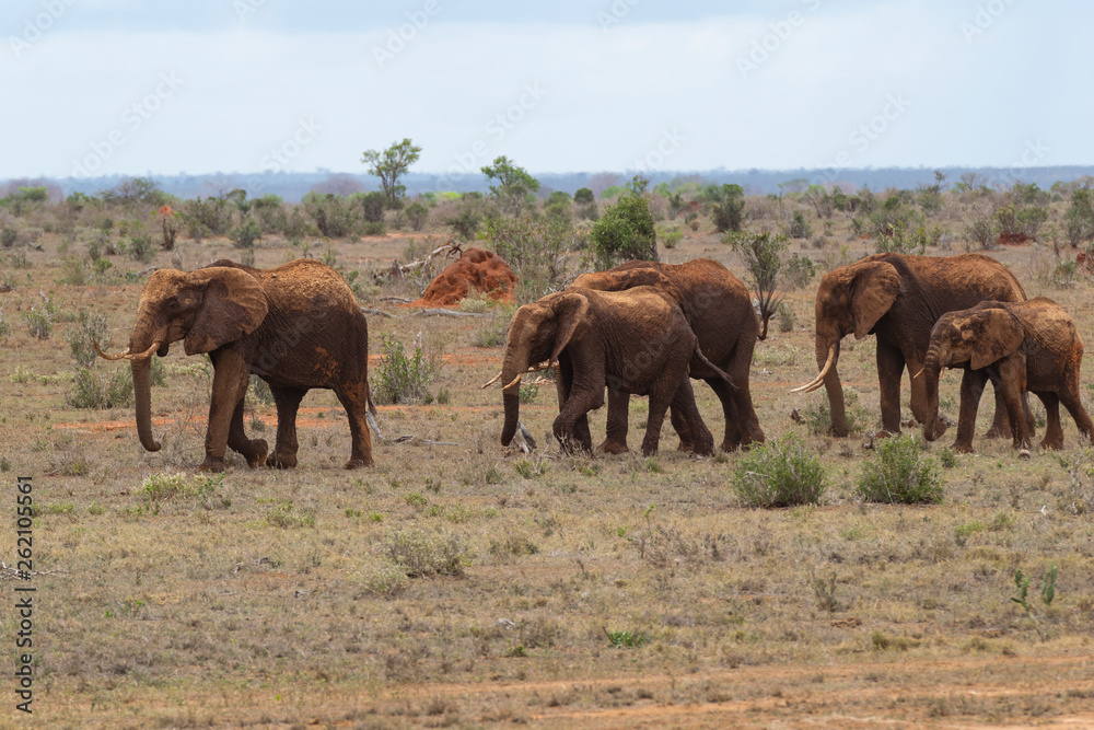 Elephants Family