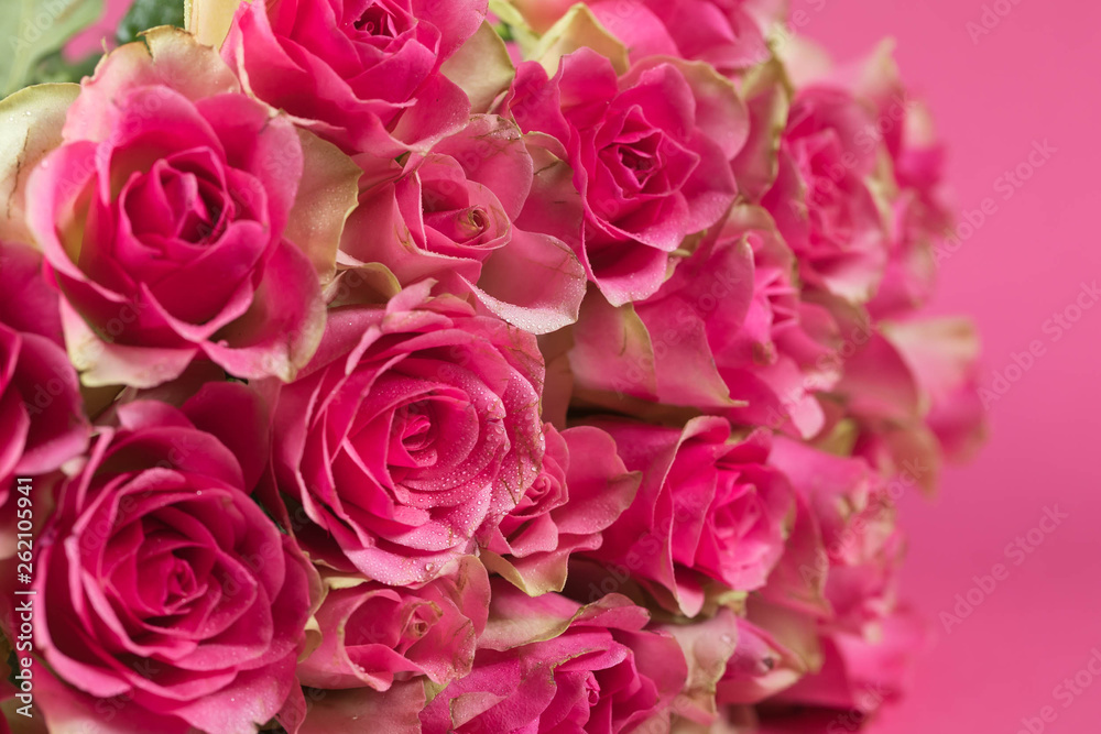 Big bouquet from red roses on a pink background