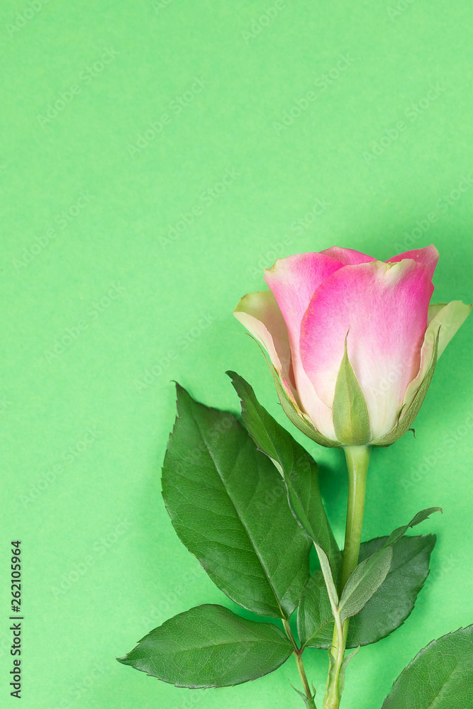 Branch of a red rose of gradient color on a green paper background Branch of a red rose of gradient color on a green paper background