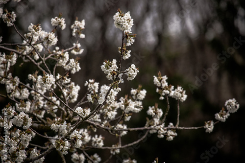 Kirschblüten im Frühjahr © Andreas Wedel 