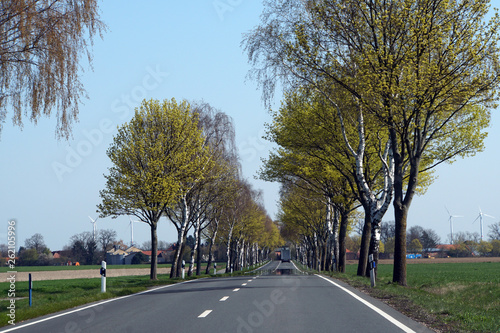 Landstrasse - Allee mit Birken und Linden