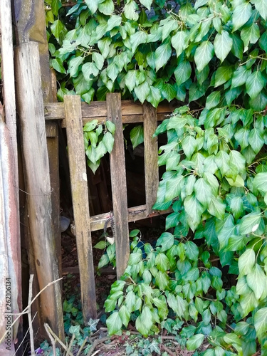 old wooden fence with foliage 