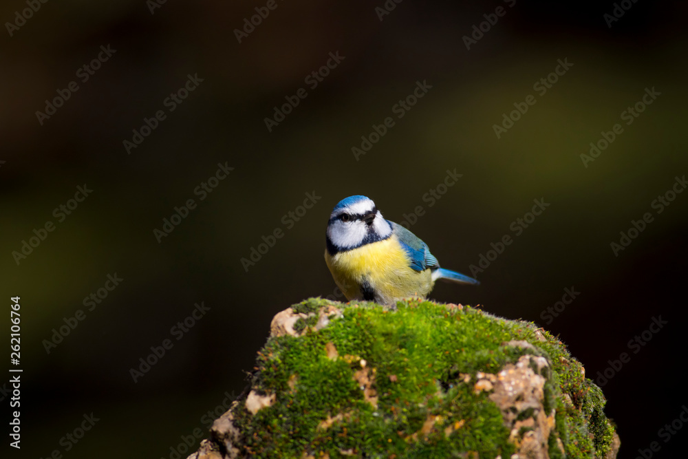 Cute colorful bird. Dark nature background. Bird: Common blue tit.