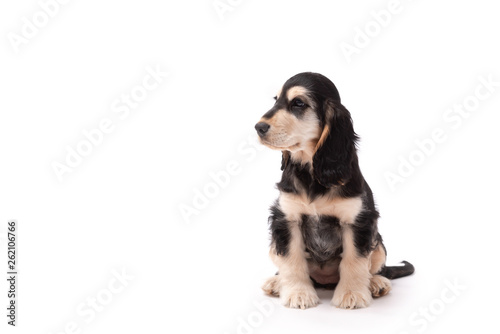 Adorable 10 week old Cocker Spaniel puppy photo shoot isolated on white