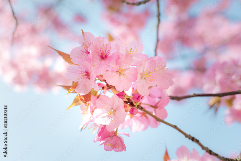 Soft pink cherry blossom