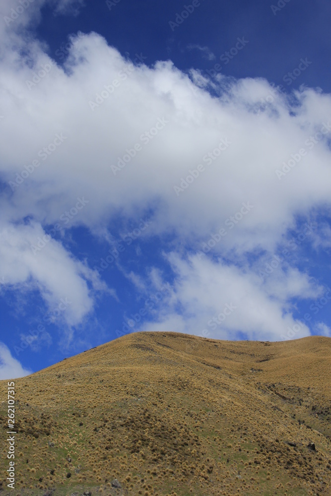 タソックが群生する丘陵(ニュージーランド)