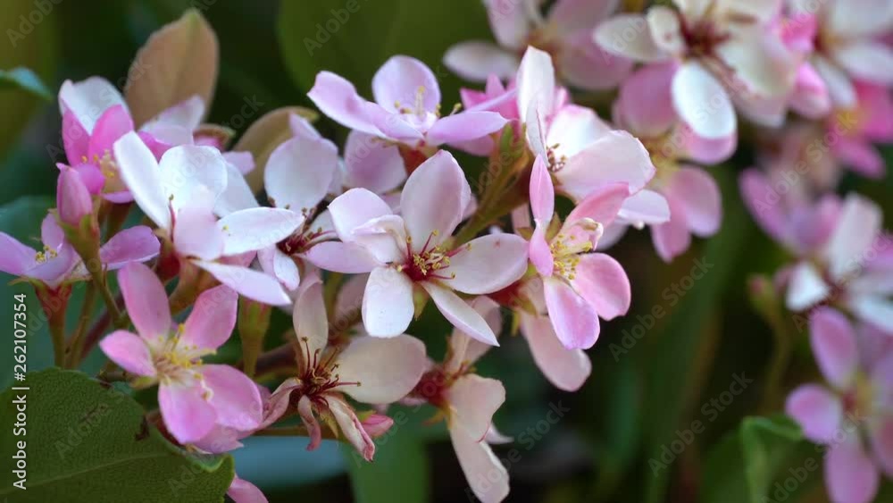 Close up pink flowers macro blooming with green spring blossom backlit nature background in 4k Close up pink flowers macro blooming with green spring blossom backlit nature background in 4k