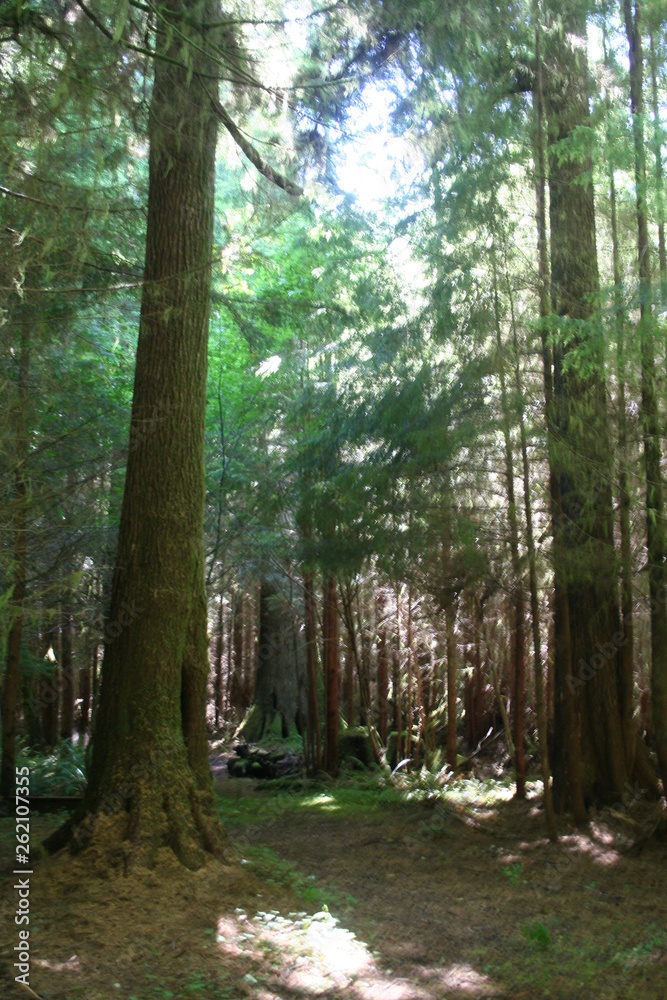 Naklejka premium majestic forest