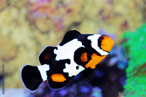 Black Ice Snowflake Ocellaris Clownfish Amphiprion Ocellaris Stock Photo Adobe Stock