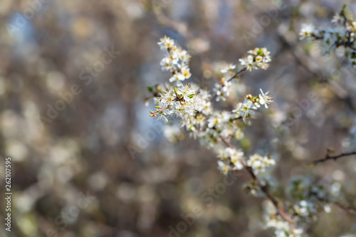 Blackthorn. Blooming blackthorn in springtime. Spring bushes with soft focus and blurry. Nature wallpaper blurry background. Soft focus.