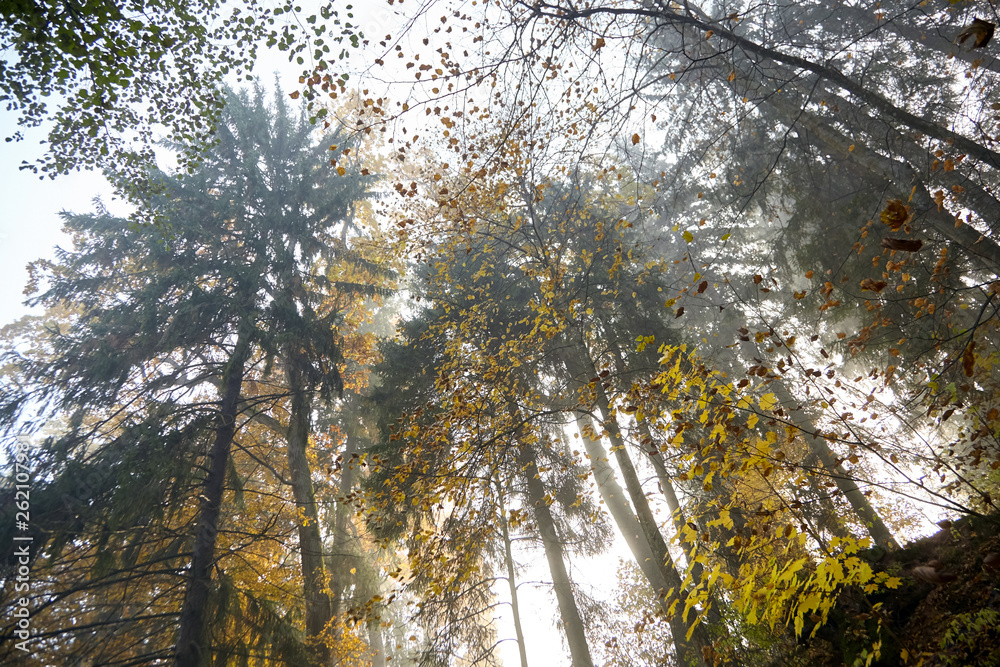 Fototapeta premium Autumn foggy forest. Trunks and tree crowns. Morning nature in a fog. Branch of trees. Yellow foliage