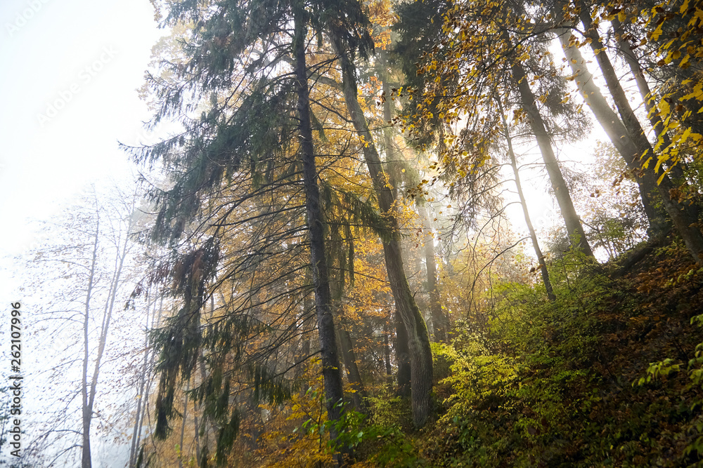 Obraz premium Autumn foggy forest. Trunks and tree crowns. Morning nature in a fog. Branch of trees. Yellow foliage