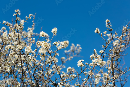 Blackthorn. Blooming blackthorn in springtime. Spring bushes with soft focus and blurry. Blue sky. Nature wallpaper blurry background. Soft focus.