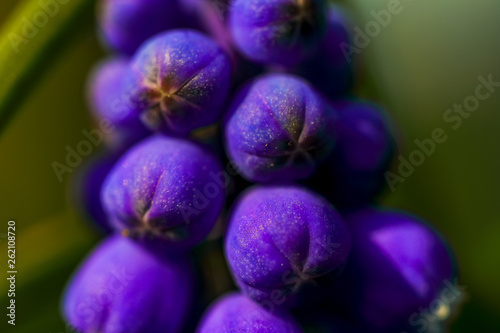 Close-up photo of Muscari armeniacum, Muscari colchicum .Muscari cyaneo-violaceum. Macro View. photo