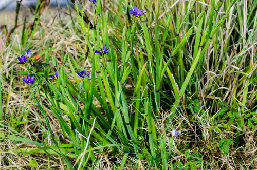 Bermudiana in the field