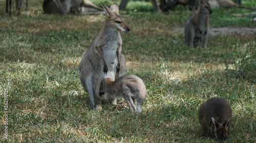 Australian Eastern mother grey kangaroo with her baby in a wild, Australia