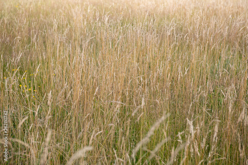 Summer Meadow with Wild Flowers