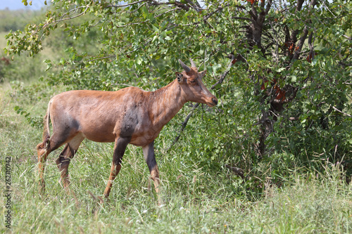 Leierantilope oder Halbmondantilope / Common Tsessebe / Damaliscus lunatus © Ludwig