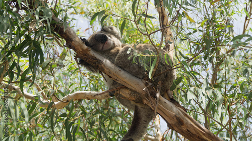 Sleeping lazy wild koala in Raymond Island, South Australia