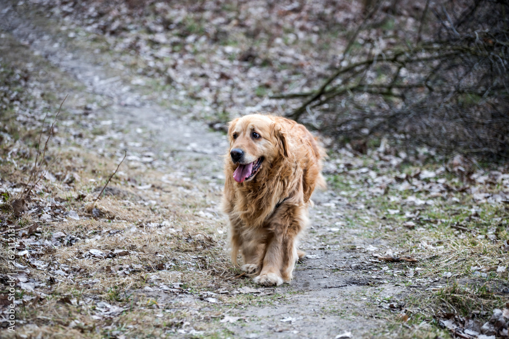 Fototapeta premium old golden retriever dog