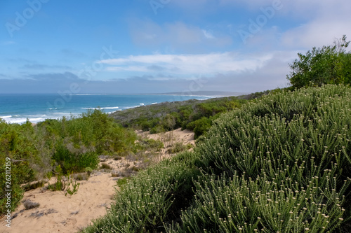 Fynbos on the Oyster Catcher Trail on the coast near Boggams Bay and Mossel Bay, on the Garden Route, South Africa photo