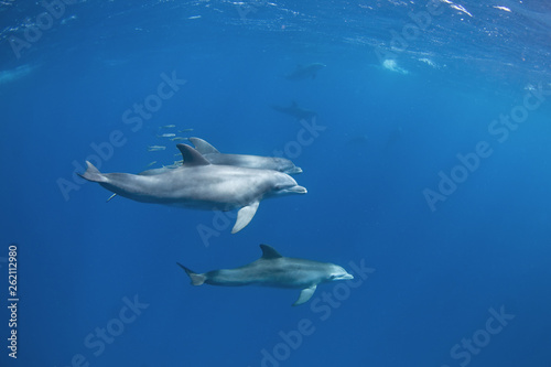 Common bottlenose dolphin, tursiops truncatus, Atlantic bottlenose dolphin