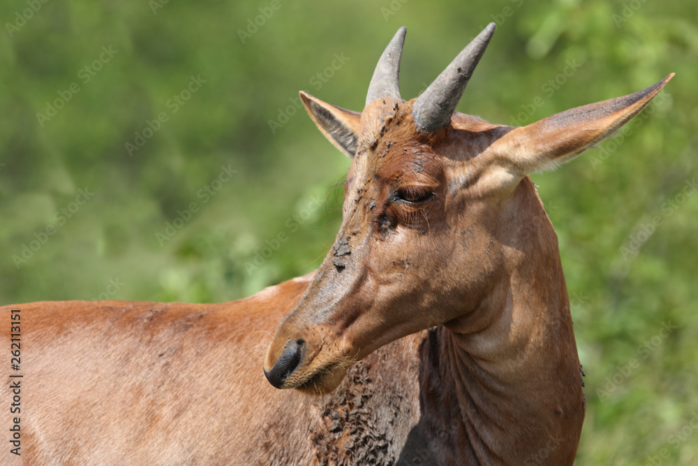 Naklejka premium Leierantilope oder Halbmondantilope / Common Tsessebe / Damaliscus lunatus...
