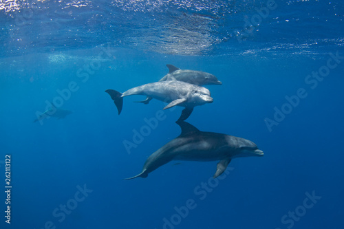 Vászonkép Common bottlenose dolphin, tursiops truncatus,  Atlantic bottlenose dolphin