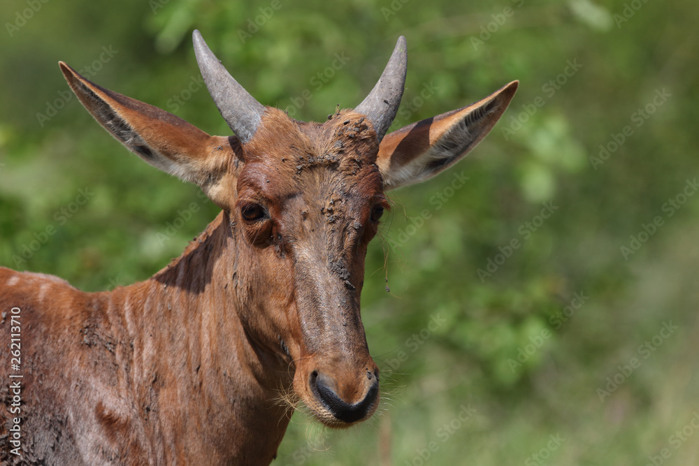 Fototapeta premium Leierantilope oder Halbmondantilope / Common Tsessebe / Damaliscus lunatus
