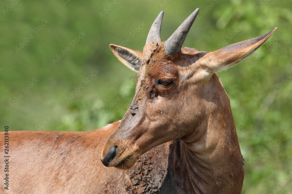 Leierantilope oder Halbmondantilope / Common Tsessebe / Damaliscus lunatus... Leierantilope oder Halbmondantilope / Common Tsessebe / Damaliscus lunatus...