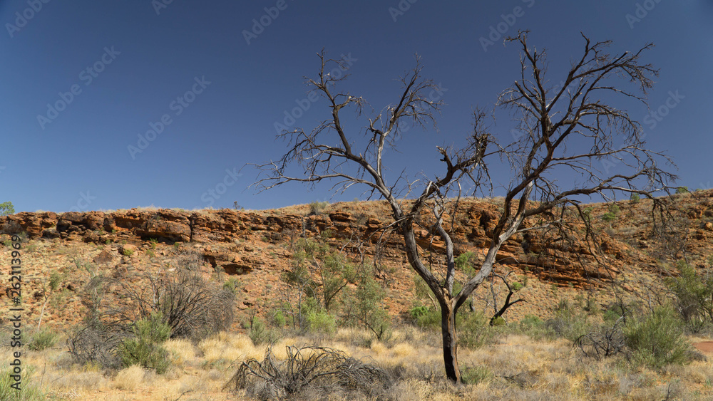 A huge King´s Canyon in Australia and lonely tree